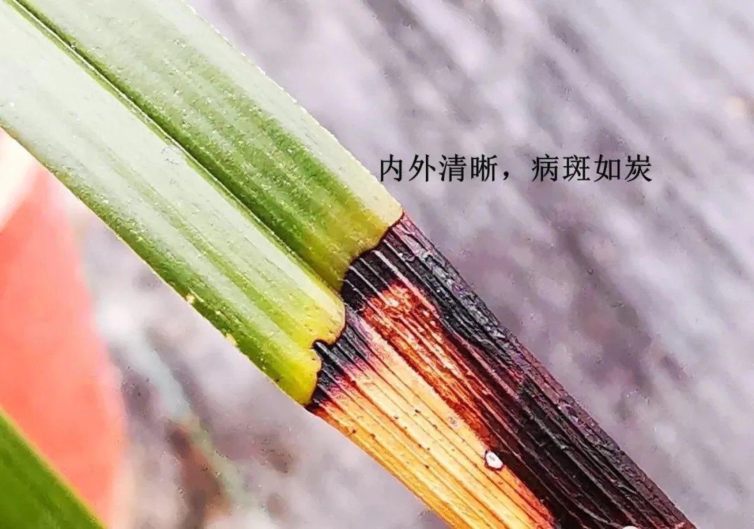 炭疽病|养兰花，比软腐病威胁更大的，是容易治好的炭疽病
