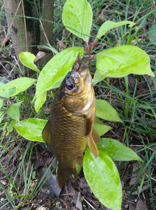 浮漂|野钓小技巧浮漂做一个小改动,惊鱼几率大降