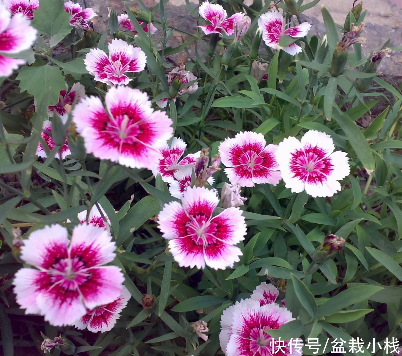 种花|4种花,不怕寒冷好养活,不愁冬春没花看