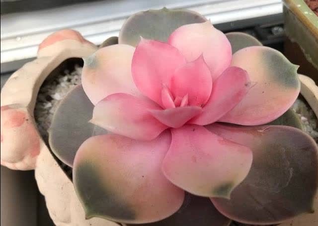 花卉|4种“陷阱”花，不适合新手，花店遇到要避开，别白花买花钱
