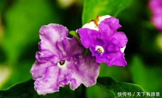 4种花养家里,福旺运旺财更旺,一开就是300多天!