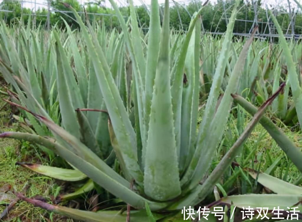 养护|适合卧室养的6种花,好看又实用,养起来也很简单