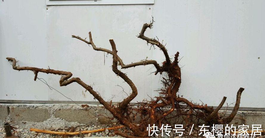 邻居捡到野货树桩,种盆里价值不菲,羡慕啊!
