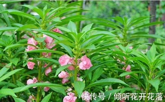 栽种|凤仙花：天然的染色剂，儿时用它染指甲，好看又防蛇，栽种要当心