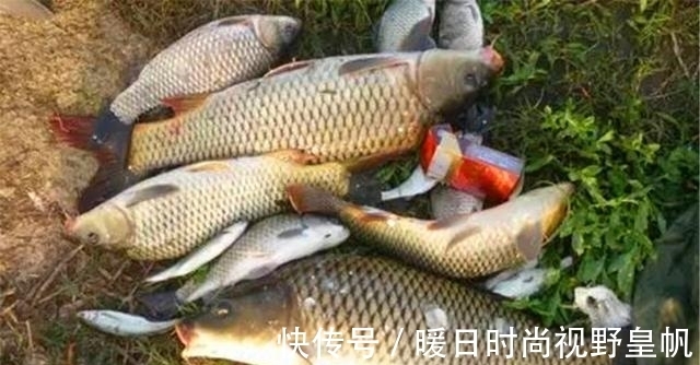 鲤鱼|夏天钓鲤鱼,这三种技巧特别重要,影响“空军”还是“爆护”