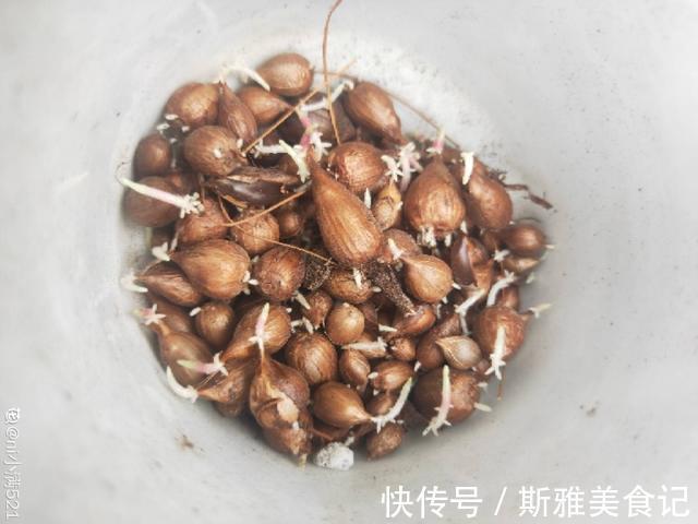 种花|9种花，天热会“假死”，千万别丢了，秋天就苏醒