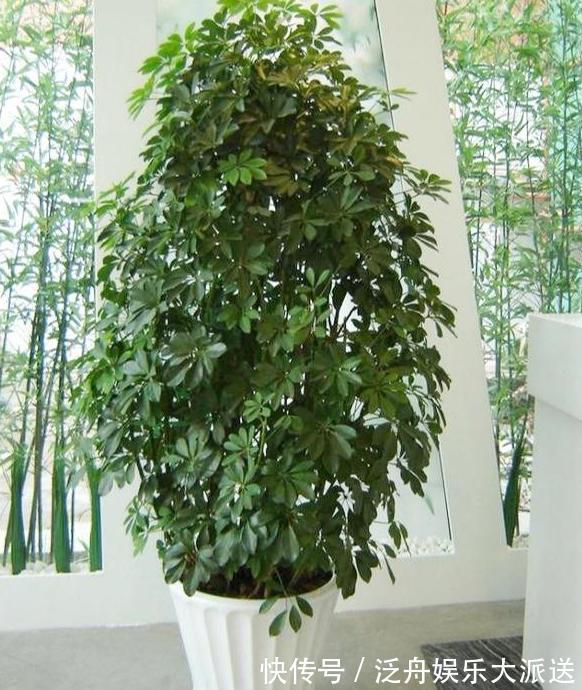 盆栽|这4款绿植可镇宅辟邪、美化庭院，有钱人盆栽首选，好看又好养