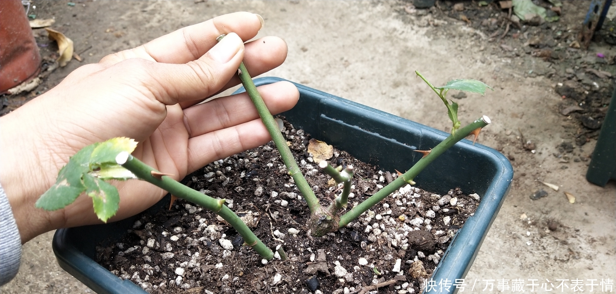 给月季修剪,严格按照四步走,尤其是第三点不能漏