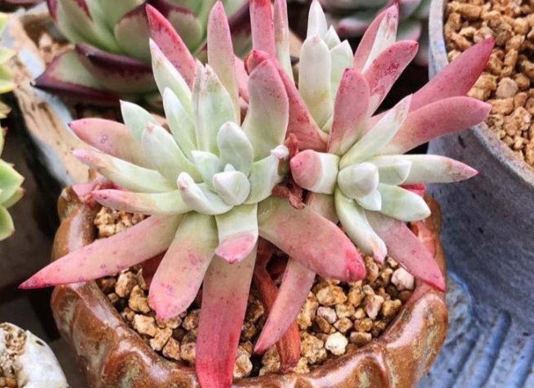阳光|7月养8种花，最怕太阳晒，远离阳光，不然容易黄叶枯萎
