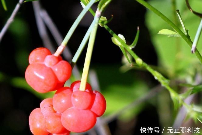 入药|此物人称“虎狼之药”，却也是中医常用之药，伤寒症非此药不能除