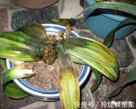 仙客来|给花卉喷水对不对听老花匠说4种花“喷水”容易死，别忽视