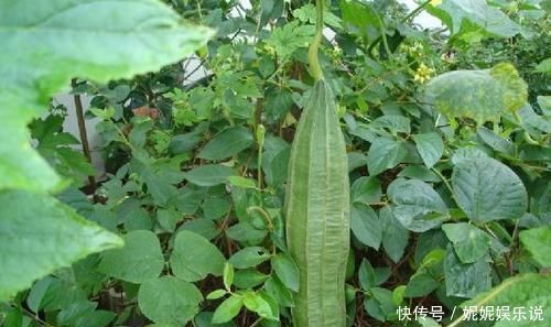 肝肾|不想身体患病,多吃几种好食物,滋养肝肾,补血润肤,提高免疫力