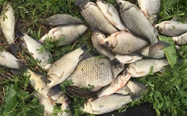 春钓大板鲫,民间这两种钓法最优秀,钓大鲫鱼更容易