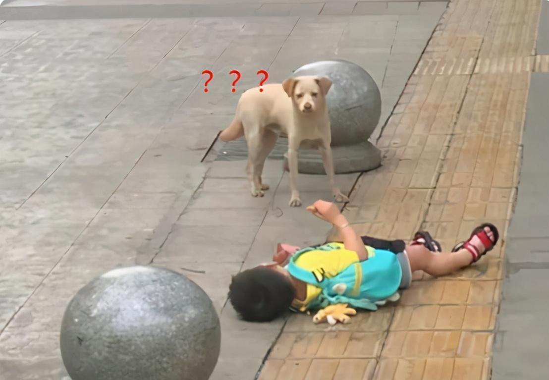 孩子|“倔强母子”走红,大街上相隔3米僵持不下,谁都不服谁