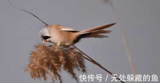 胡须$文须雀每年都来宛平湖越冬！