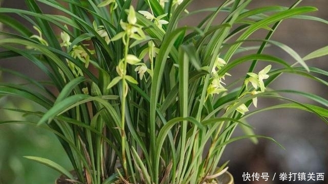 冬天|冬天绿植怎样保暖、防寒?做“2步”,不掉叶不烂根,漂亮又耐冻