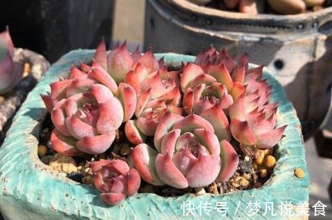 阳台养多肉不能错过的16种,全是名气大的品种,价格不贵还很美