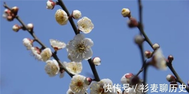 梅花@梅花相思诗词解读，人人心里，有棵梅花树