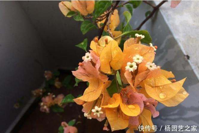 怎样知道三角梅是勤花品种还是懒花品种？做好两件事就可以了