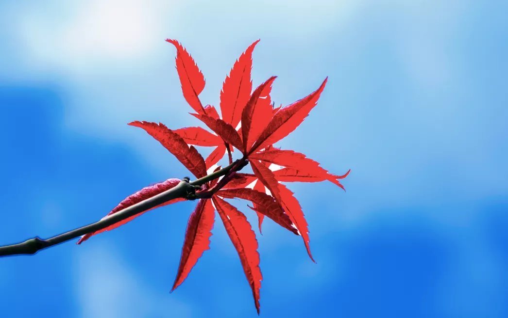 杜甫&诗词丨史上最全“秋”字飞花令,句句经典,值得永久收藏