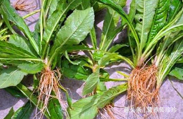 药材|村边常见的野草,虽然长得不好看,却是中医人眼中的珍贵药材