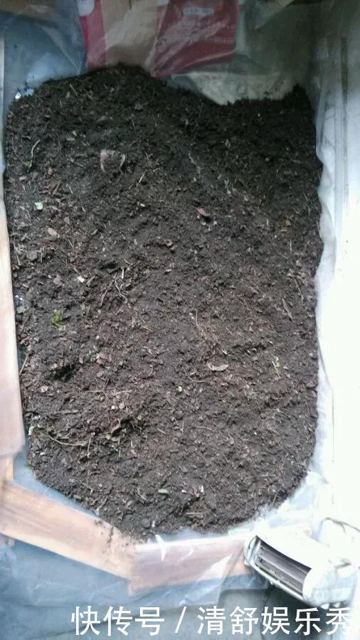 腐叶土|3种“碎渣渣”，是养花的好材料，掺土里花儿蹭蹭长，开爆盆！