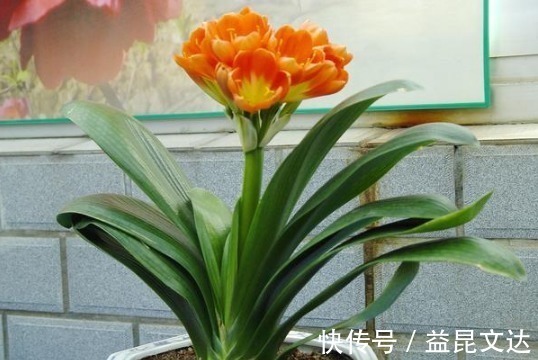 花店老板说往绿萝君子兰盆里塞点它,叶子黑亮,疯狂开花!