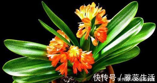 冬天养君子兰,3个动作催一催,叶片挺拔如折扇,开出层叠群花!