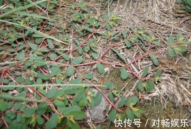 农村|农村墙角一野草，又叫“血见愁”，是一味“止血神药”，你认识吗