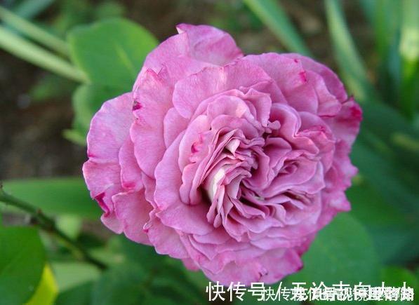 月季|20款紫色月季品种。浓香、抗病非常好养，天然紫色唯美盛开