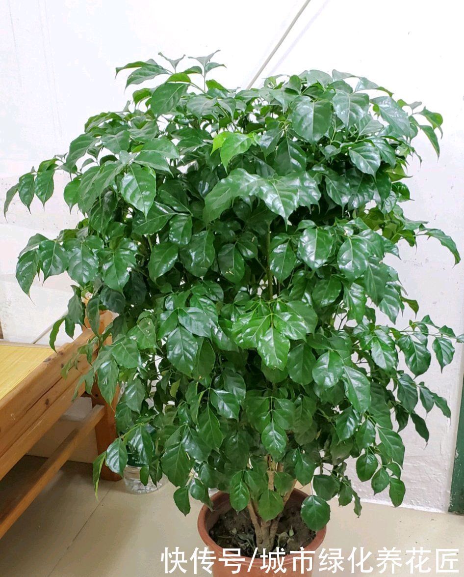 要点|为什么幸福树一到冬季就枯叶掉叶了，懒一点，两个要点别忽略