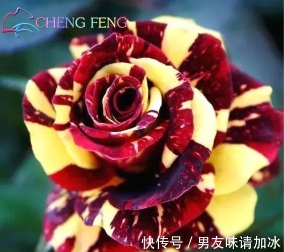 木兰树|奇花、奇花、奇花、罕见奇花,赶快打开欣赏吧