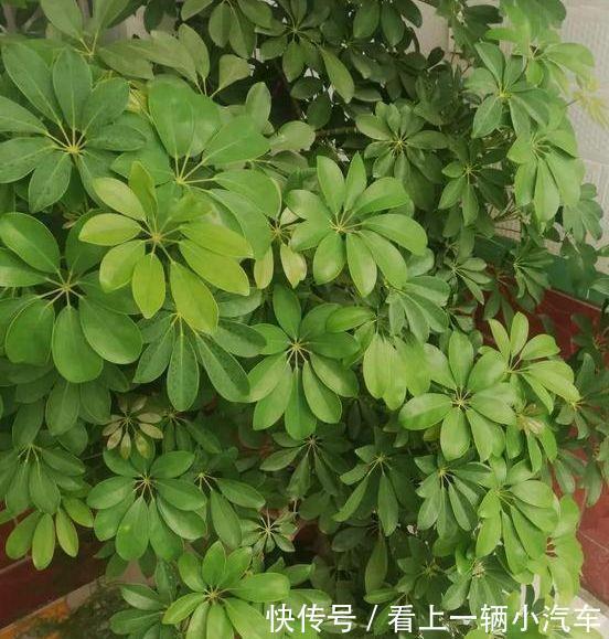 农历十月初六立冬后，养什么花？以下3种花，金玉满堂财源滚滚