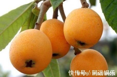 美味|6种美食，建议人到中老年要常吃，营养全面又美味，越吃越健康！