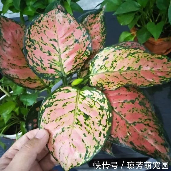 5种花不要“乱晒”,越晒叶越黄,小心晒一盆死一盆!