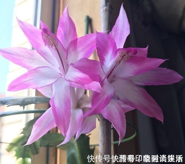 黄豆|养蟹爪兰,给它喂点营养水,开花直接爆盆