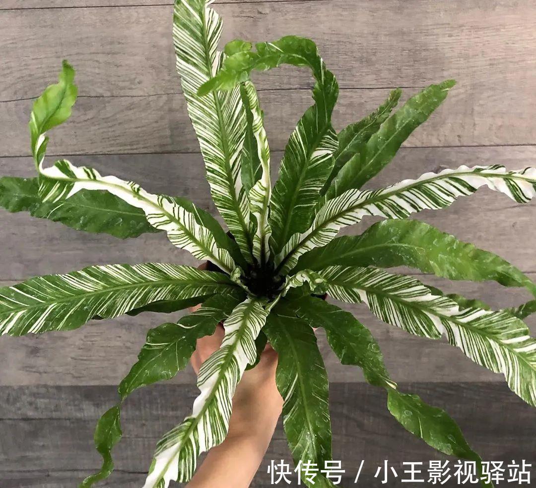 养护|5种“耐阴花”,家里采光差,一样常开花,高端大气又好养