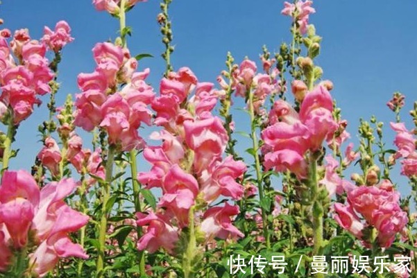 漂亮|不仅是漂亮的花卉,还是重要的药材,可清热解毒,来学习播种方法