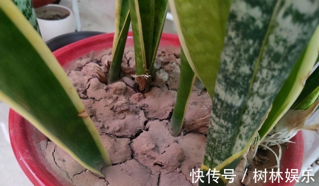 花友|花盆土发硬,加上一碗水,轻松解决,土壤疏松肥力足