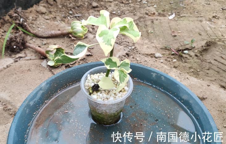 秋天|5种漂亮花,立秋之后快扦插,天凉快,生根快,成活多