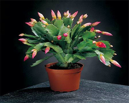 芦荟|夏季养花需要多浇水以下3种花切记不要多浇水,会适得其反