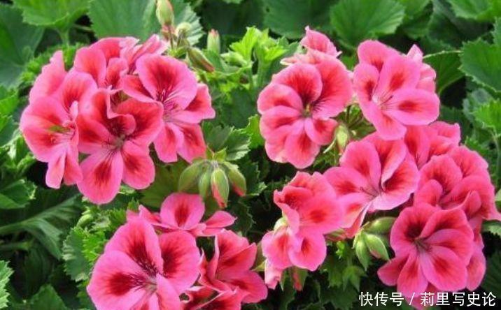 几款花卉,好养易爆盆,一年到头开不停,阳台变成花海