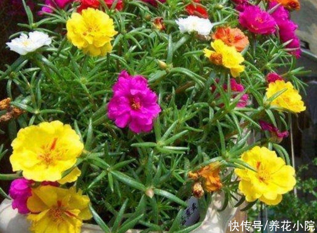 花卉|夏天养花有“3忌”，做错一样，不是烂根就黄叶，难熬过夏天