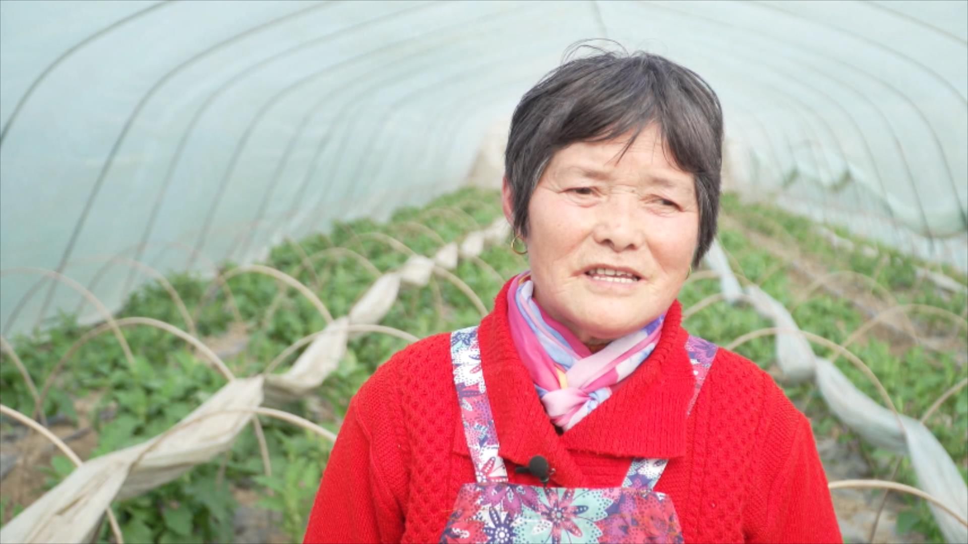 平湖|冬吃夏味！平湖这道“非典型”年菜迎来预定热