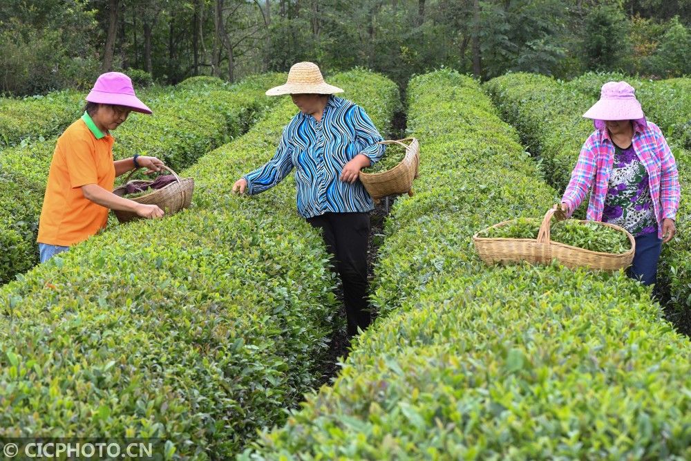 茶农|湖北保康：秋茶采摘忙