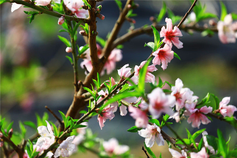 新疆托克逊：桃花盛开惹人爱（图）