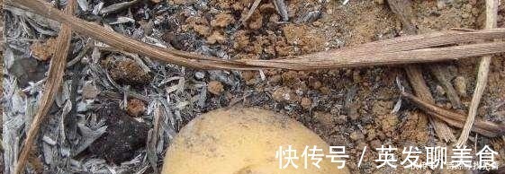 养花给花卉喂点土豆,比花肥还好用,让花卉蹭蹭长!