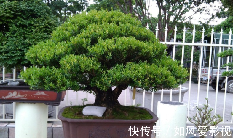 花友们|制成盆景的瓜子黄杨,搁家里能显主人品味、身份,该怎么养护?