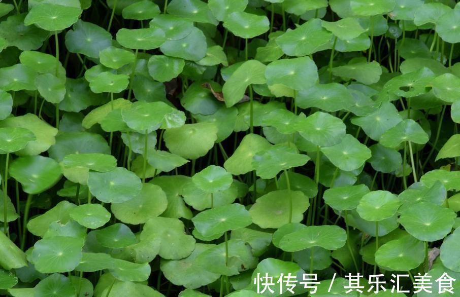 室内光线弱不用担心,我们可以养殖4种盆栽植物,四季长青