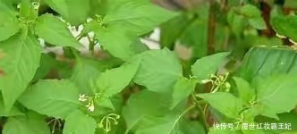 苦葵|本草綱目 農民把它當成草，殊不知“龍葵”的藥用價值非常高